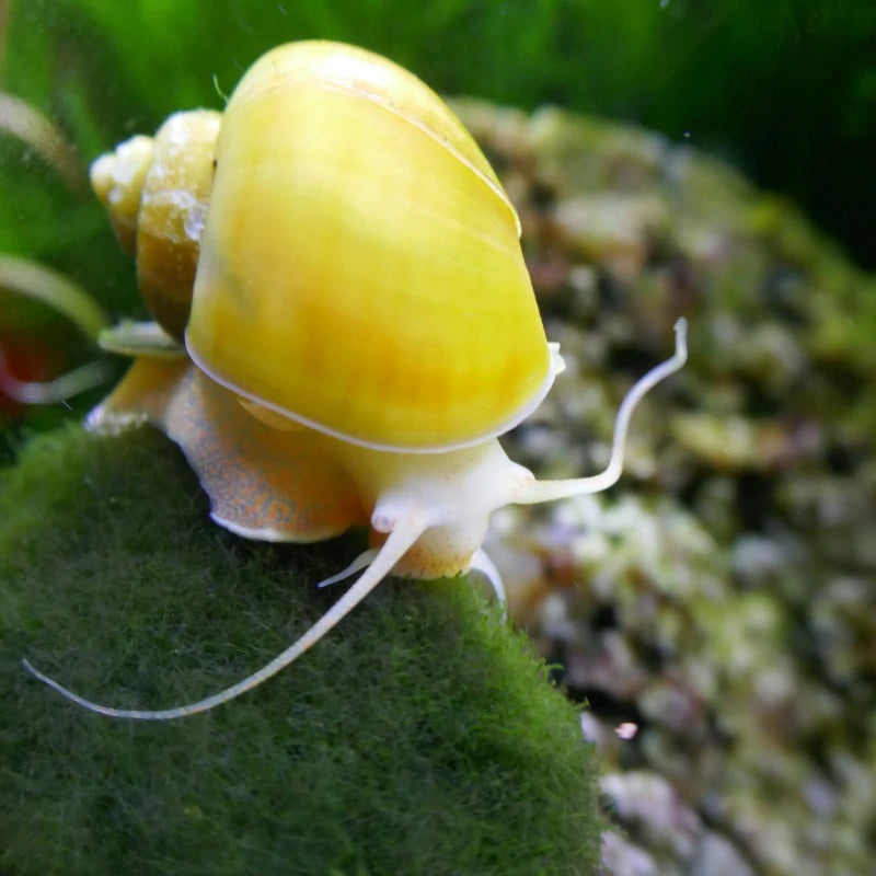 Gold Mystery Snail