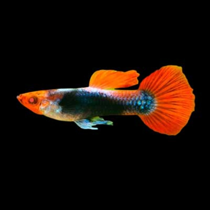 Golden Tuxedo Guppy Male