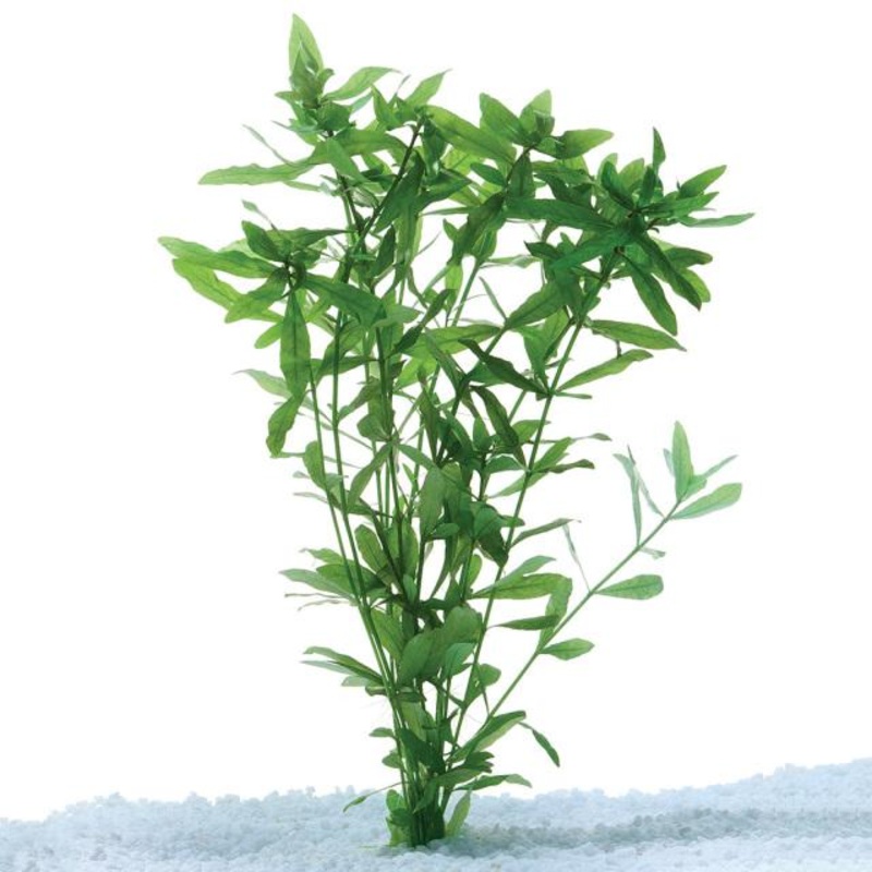 Green Hygrophilia Bunch