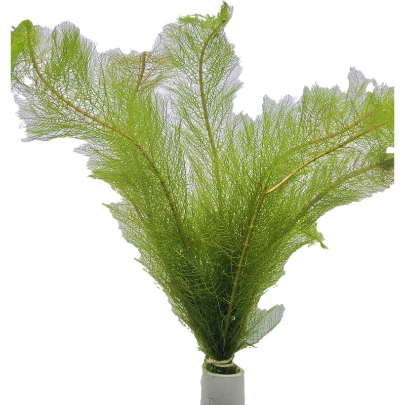 Green Myriophyllum Bunch