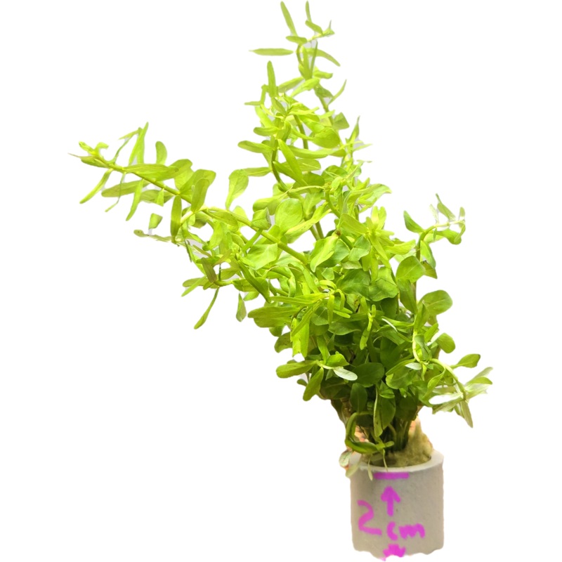 Green Rotala