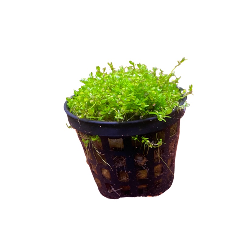 Hemianthus callitrichoides (H.C.) Cuba