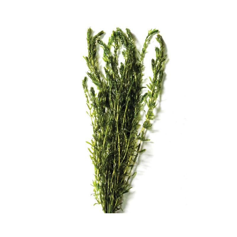 Hydrilla