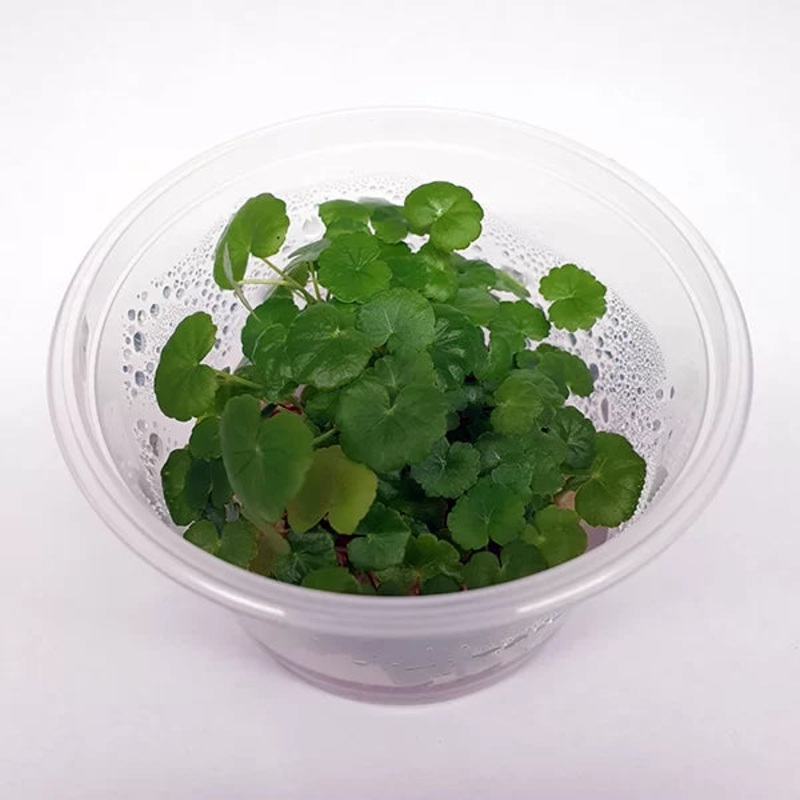 Hydrocotyle leucocephala - Brazilian Pennywort - Tissue Culture