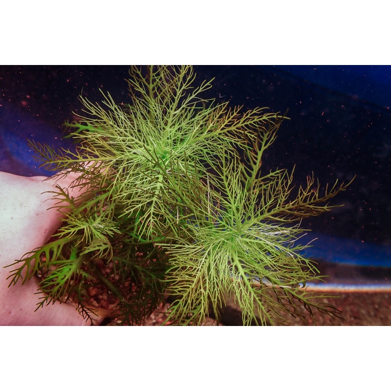 Hygro Balsamica