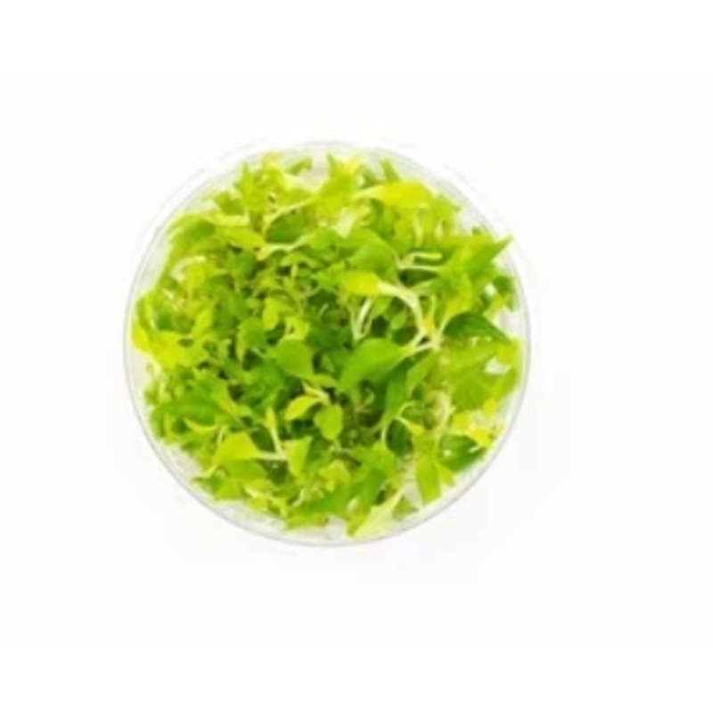 Hygrophila difformis - Water Wisteria - Tissue Culture