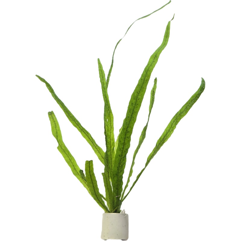 Java Fern Needle Leaf Medium