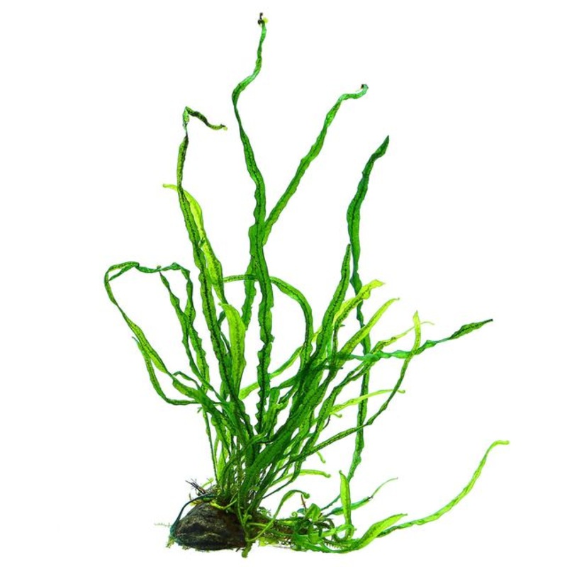Java Fern Needle Leaf Small