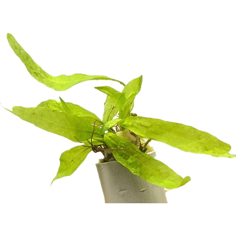Java Fern Small