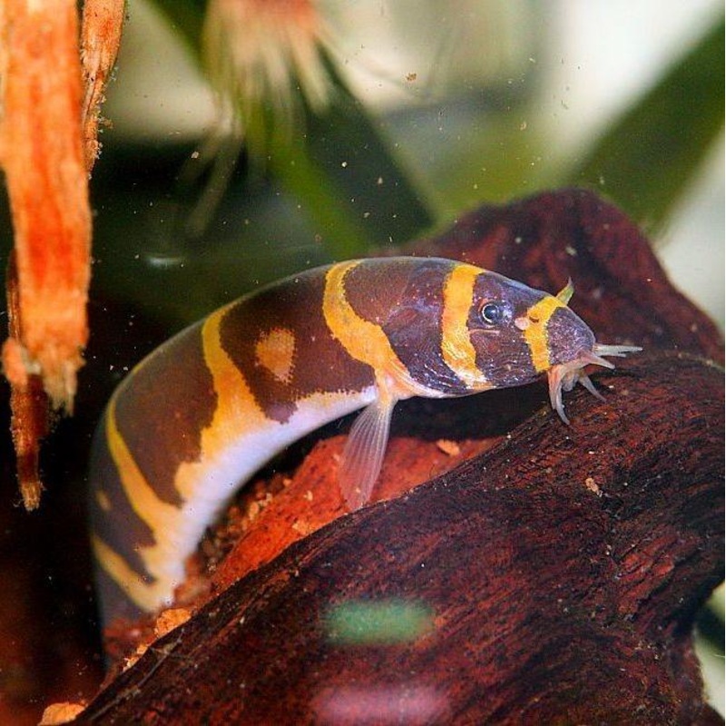Kuhlii Loach Striped 6.0-7.0 Cm