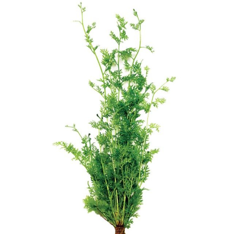 Lace Fern Bunch