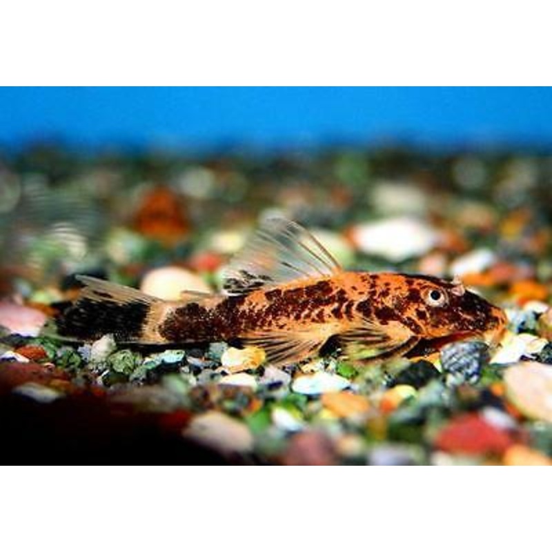 Large Super Red Bristlenose 10cm