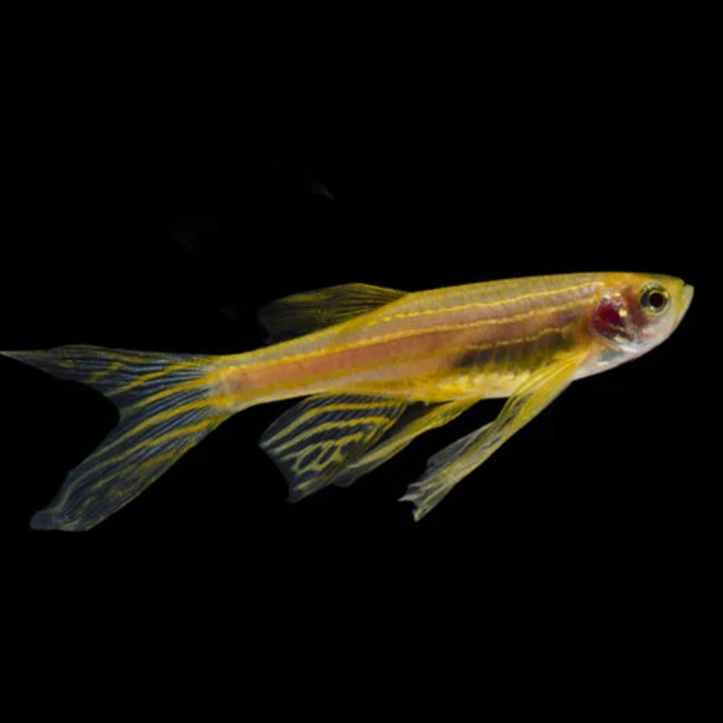 Longfin Gold Zebra Danio