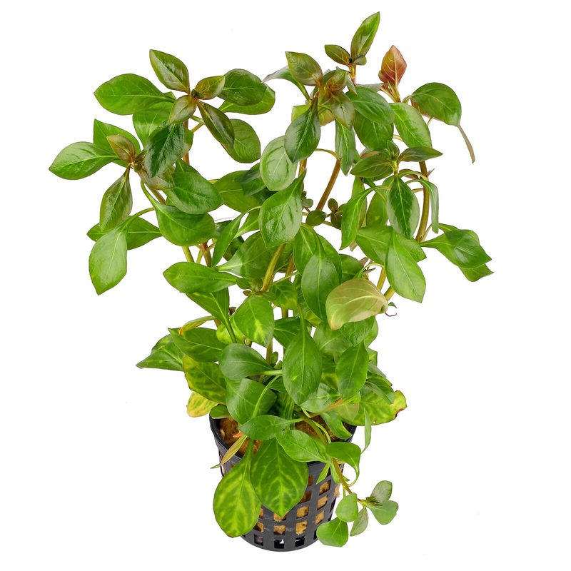 Ludwigia Atlantis