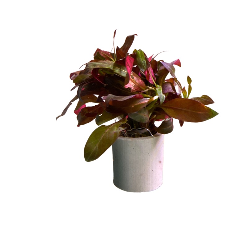 Ludwigia Glandulosa