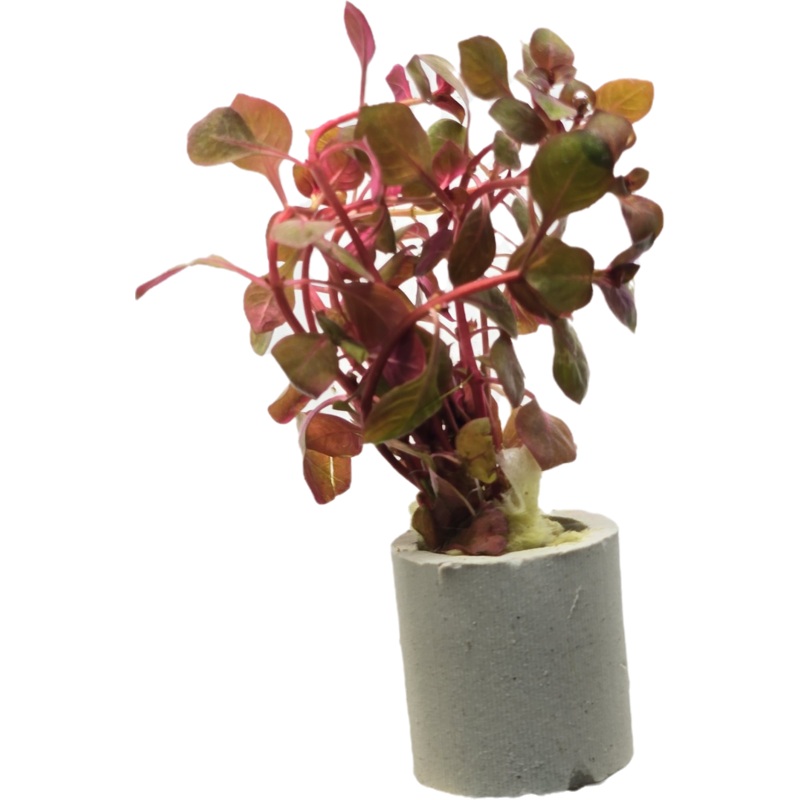 Ludwigia Super Red - Small