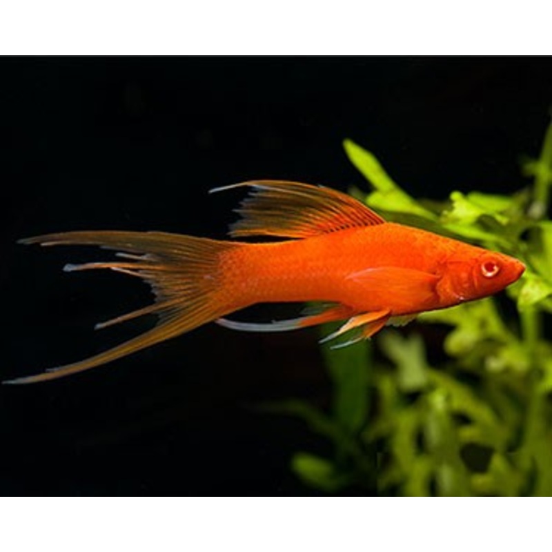 Lyretail Swortail