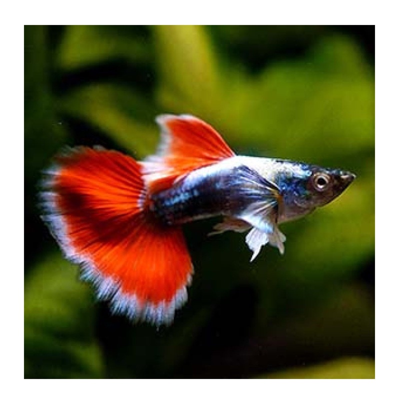 Male