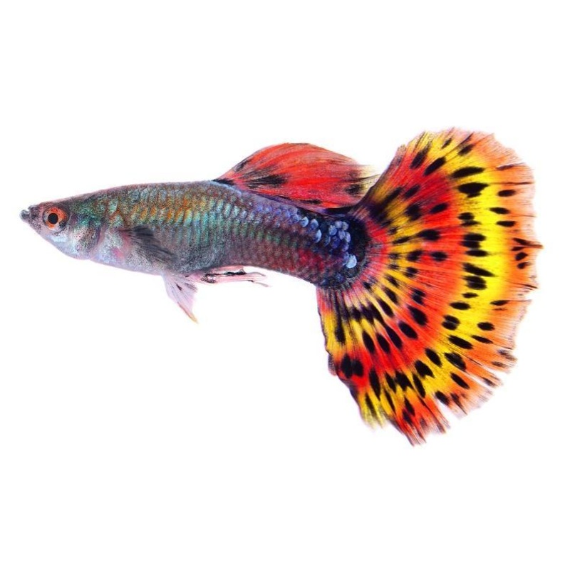Male Guppy Assorted