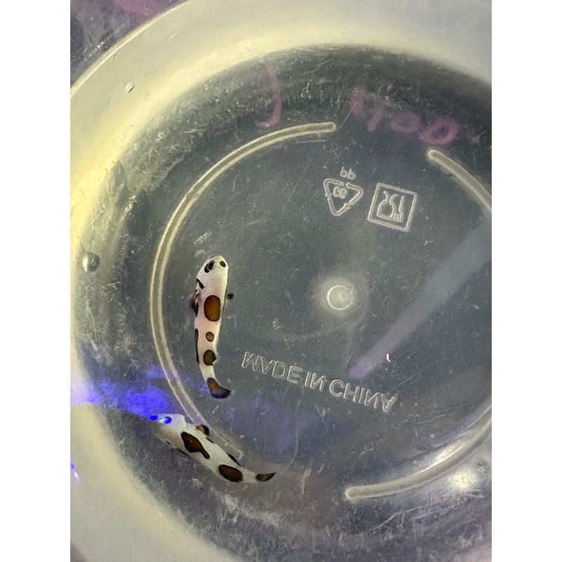 Mocha Storm Clownfish Pair
