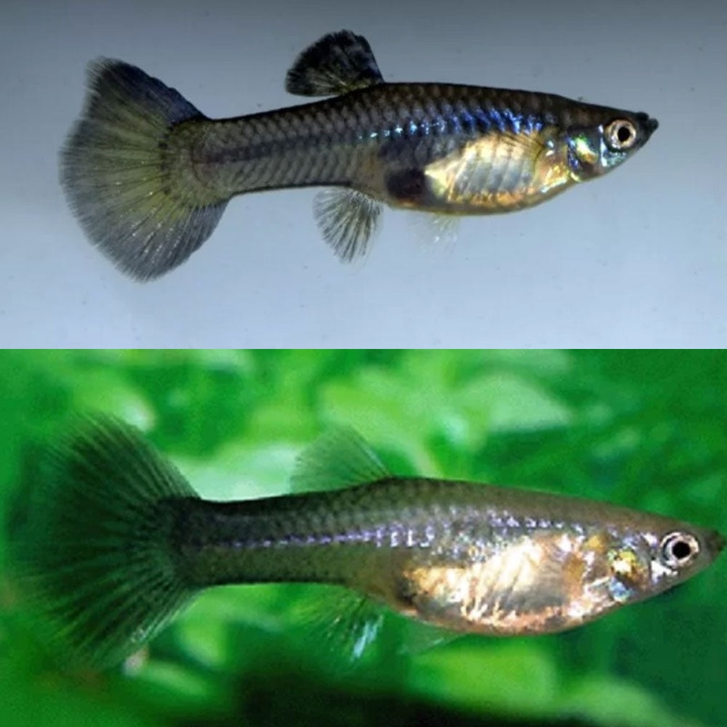 Moscow Blue Guppy Female