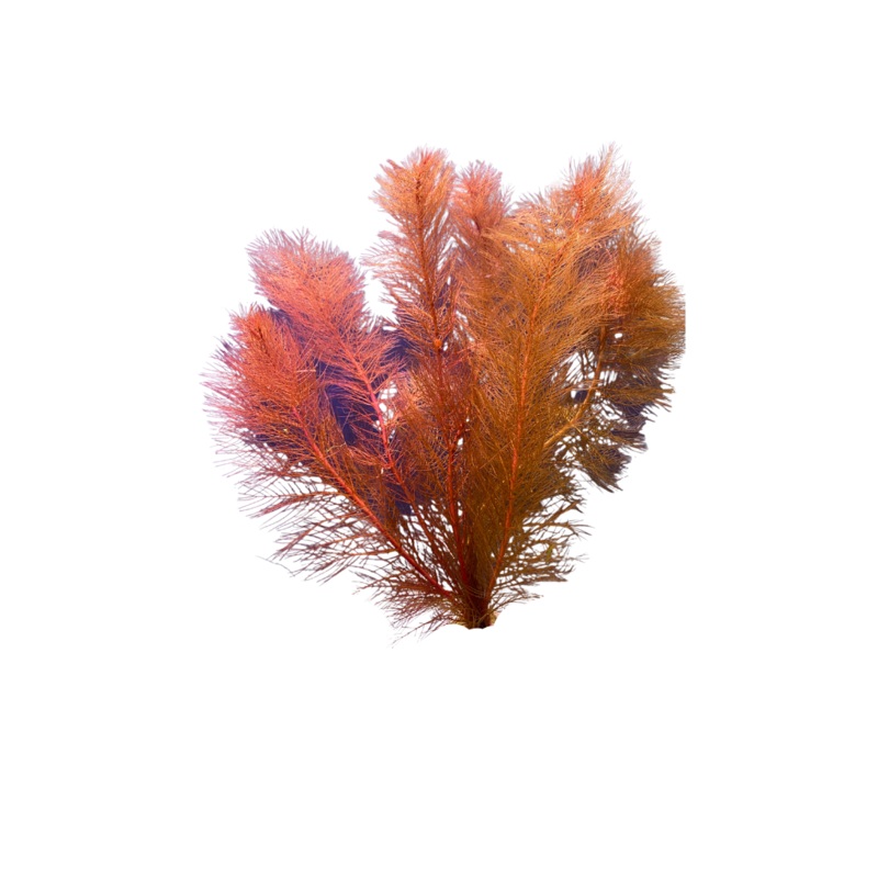 Myriophyllum papillosum - Red Milfoil Submersed Grown