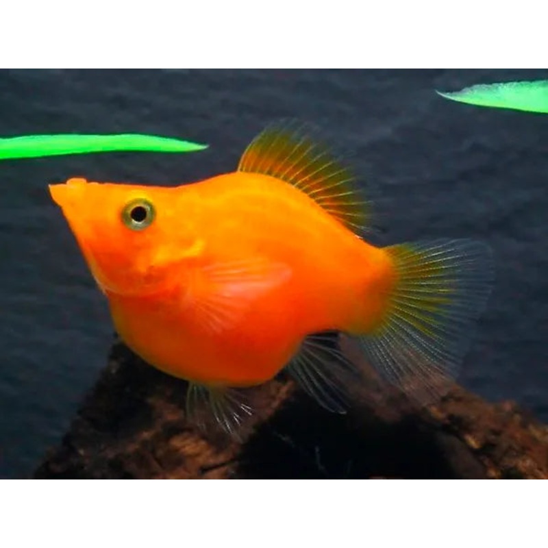 Neon Red Balloon Molly
