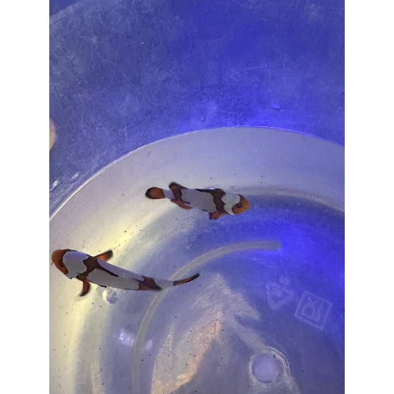 Orange Snowflake Clownfish Pair
