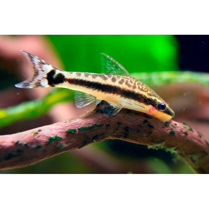 Otocinclus Catfish 3cm