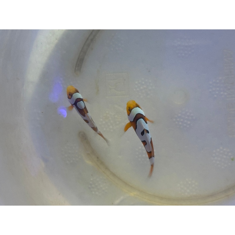 Picasso Clownfish Pair