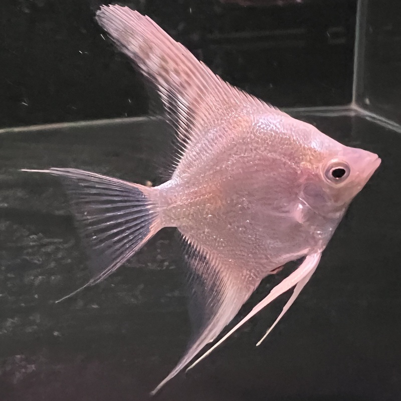Platinum Angelfish 8cm