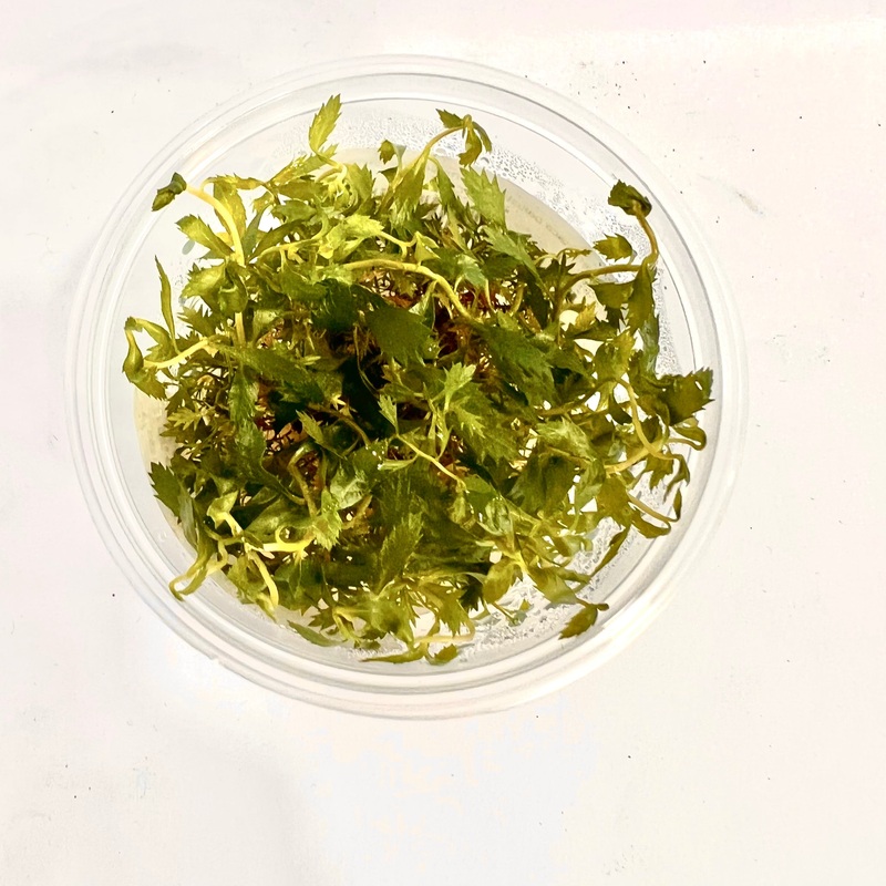 Proserpinaca palustris - Mermaid Weed - Tissue Culture
