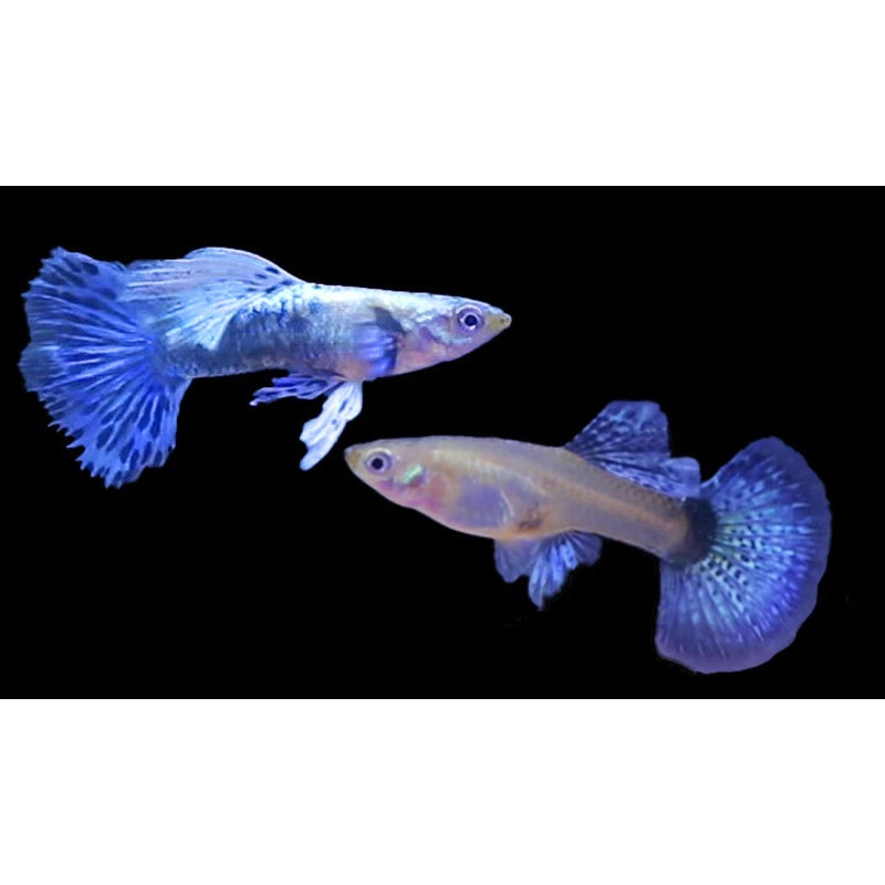Purple Dragon Guppy Pair