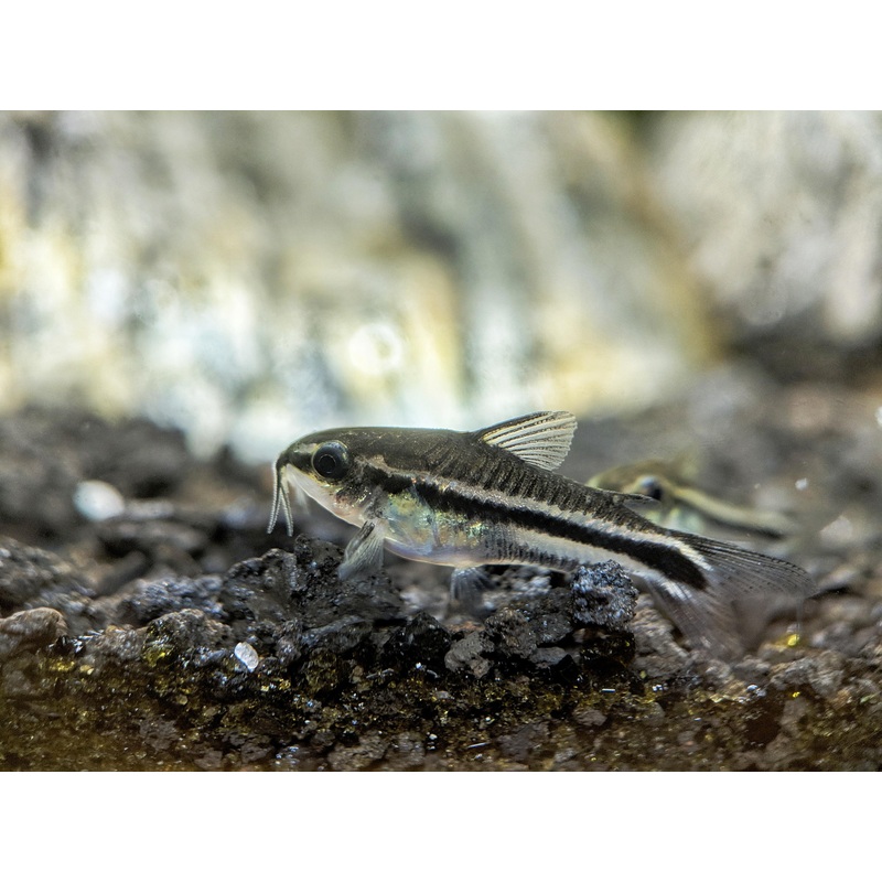 Pygmy Corydoras 1.5cm
