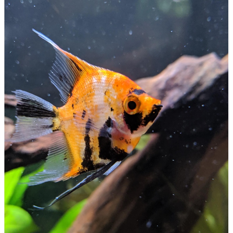 Red Devil Angelfish 7cm