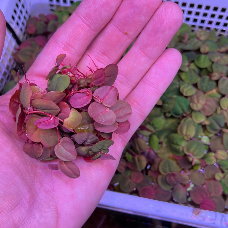 Red Root Floaters