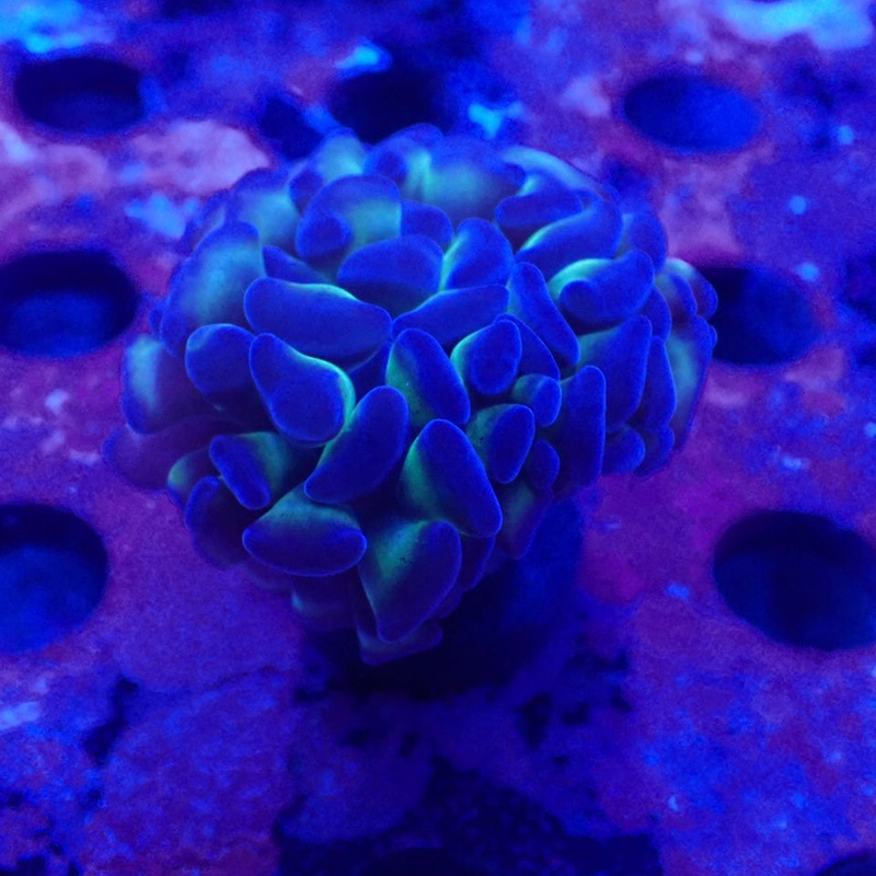 Reverse Stem Hammer - Single Head Frag