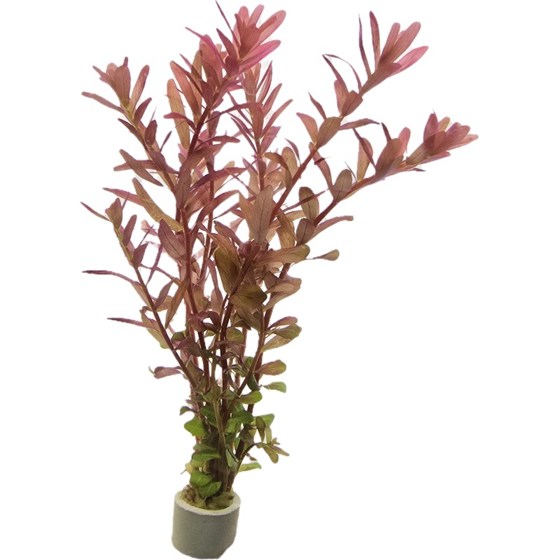 Rotala Blood Red Bunch