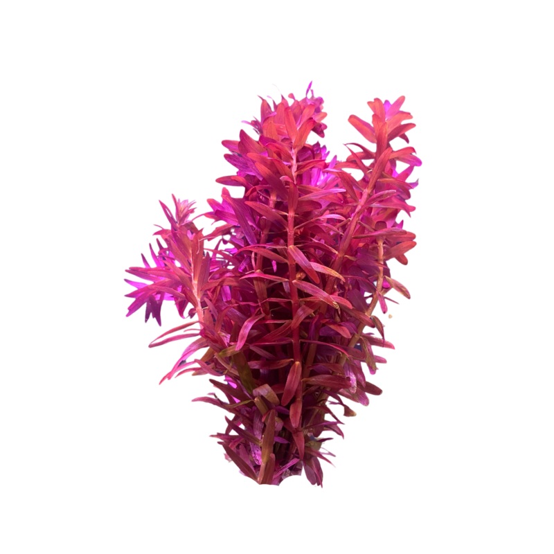 Rotala Ruby Bunch