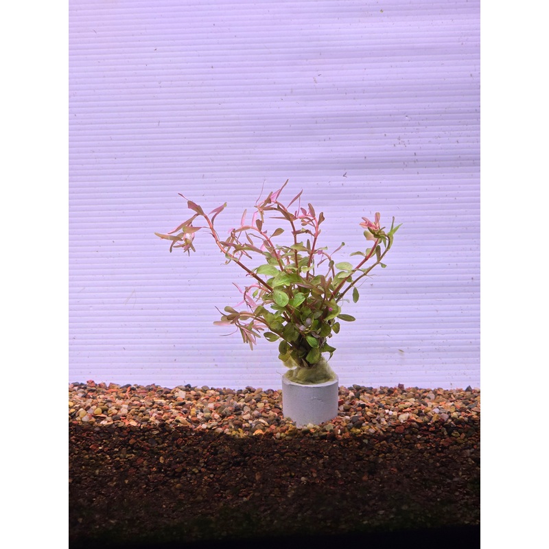 Rotala vietnam hra Submersed Grown