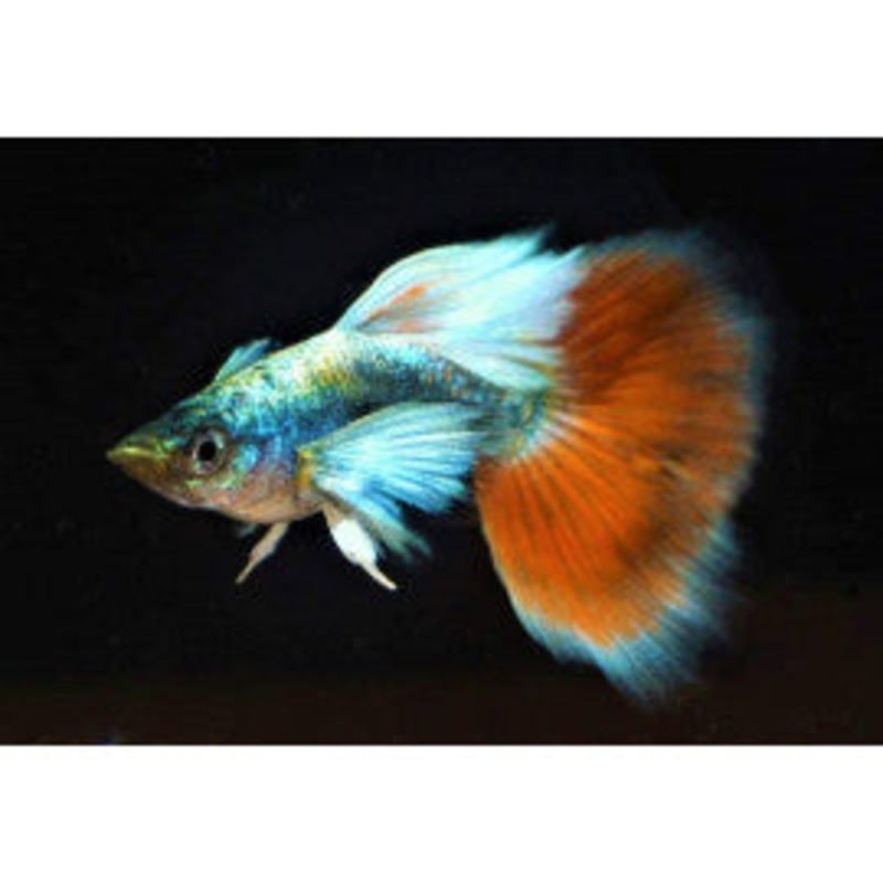 Santa Claus Guppy Male