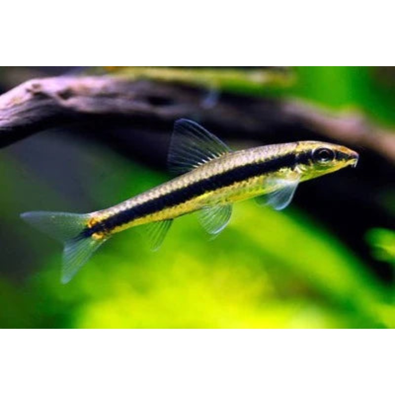 Siamese Algae Eater 10cm+