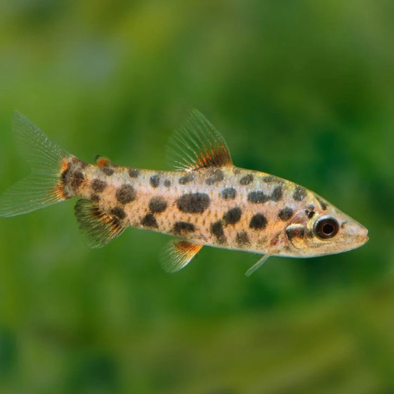 Strawberry Leporinus 20cm