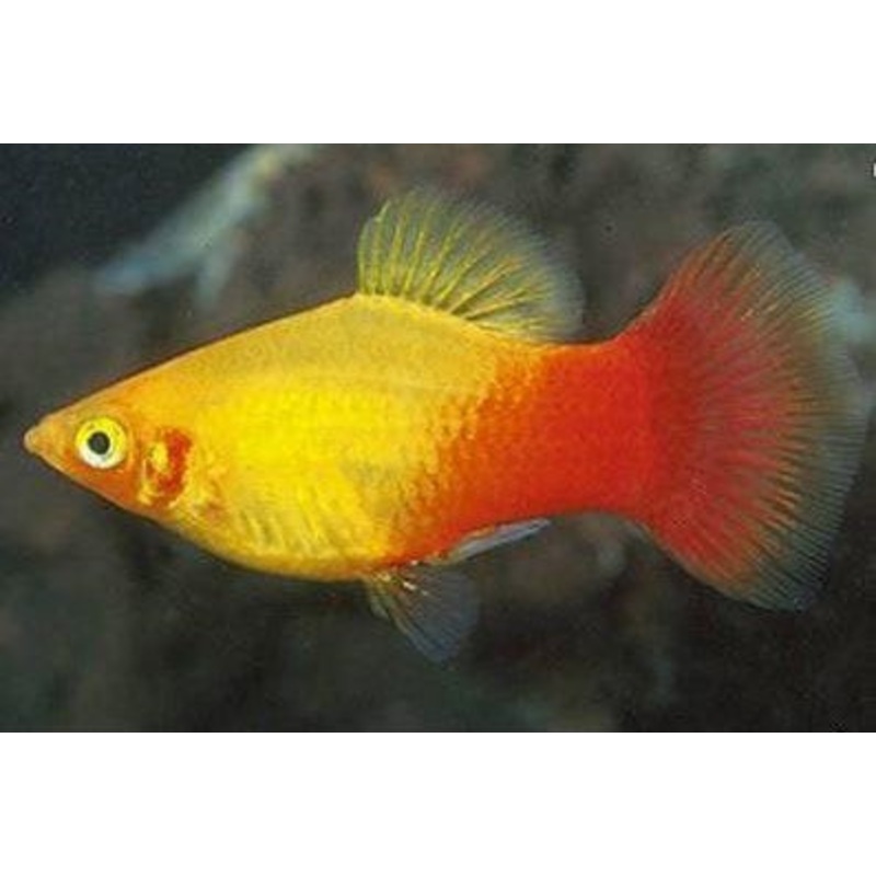Sunset Platy