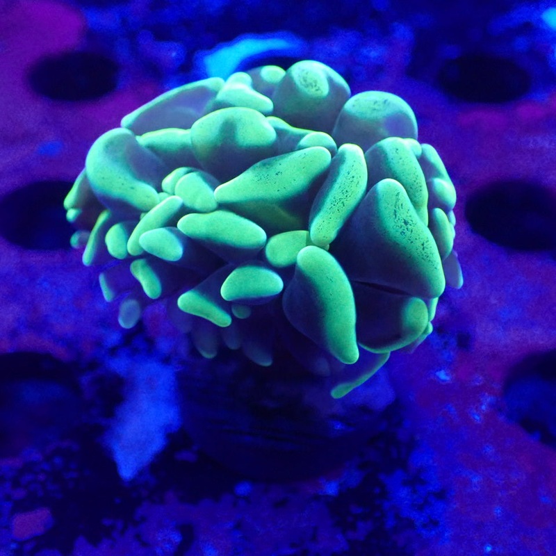 Toxic Green Hammer - Single Head Frag