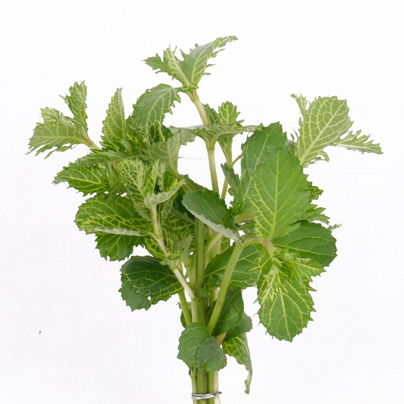 Variegated Hygrophila Bunch
