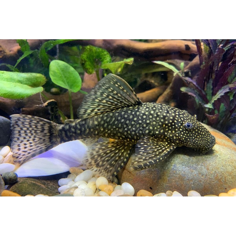 XL Bristlenose Catfish