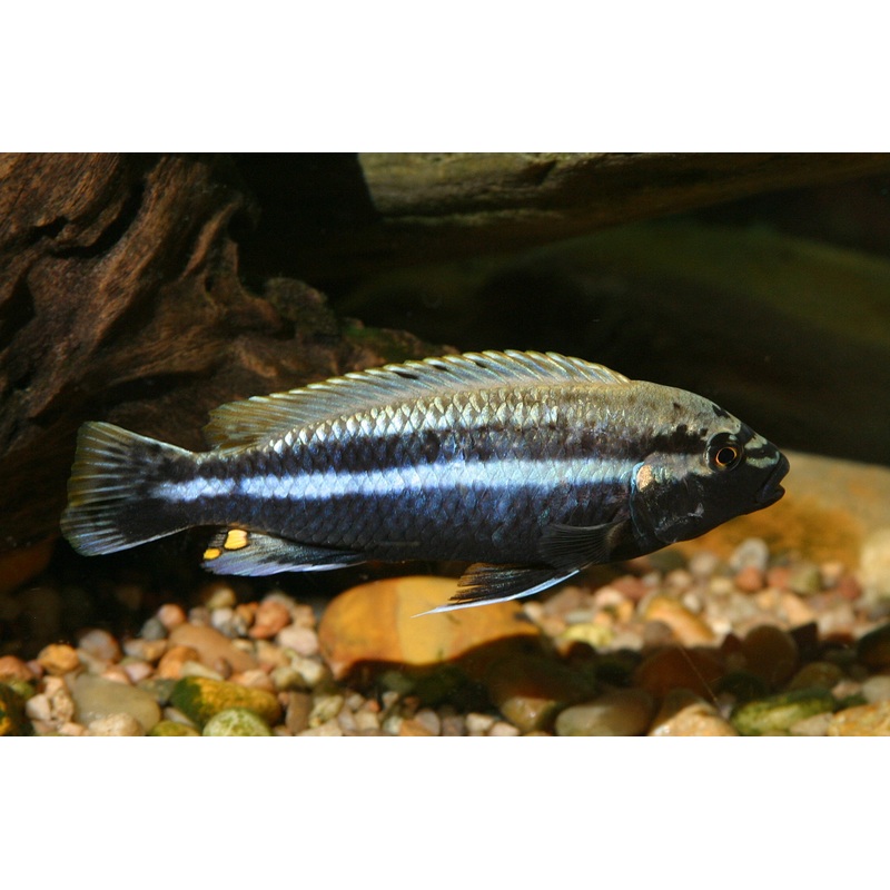 XL Melanochromis Auratus 10CM