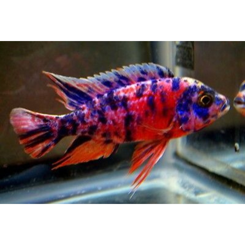 XL OB Marble Peacock Cichlid 10cm