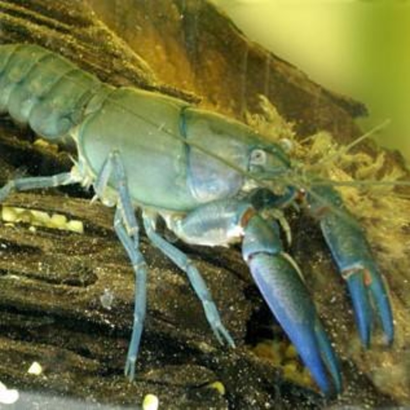 Yabby